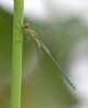 Willow Emerald Damselfly at Bowers Marsh (RSPB) (Graham Oakes) (35951 bytes)