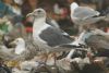 Slaty-backed Gull at Wat Tyler Country Park (Steve Arlow) (101569 bytes)