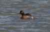 Black-necked Grebe at Bowers Marsh (RSPB) (Jeff Delve) (49523 bytes)