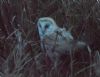 Barn Owl at Wallasea Island (RSPB) (Jeff Delve) (118937 bytes) Barn Owl at Wallasea Island (RSPB) (Jeff Delve) (118937 bytes)