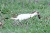 Stoat at Wallasea Island (RSPB) (John Wright) (73652 bytes)