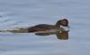 Black-necked Grebe at Bowers Marsh (RSPB) (Tim Bourne) (27947 bytes) Black-necked Grebe at Bowers Marsh (RSPB) (Tim Bourne) (27947 bytes)