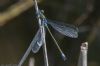 Scarce Emerald Damselfly at Wallasea Island (RSPB) (Jeff Delve) (36397 bytes)