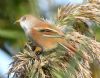 Bearded Tit at Bowers Marsh (RSPB) (Graham Oakes) (117095 bytes)