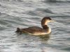 Great Northern Diver at Southend Pier (Matt Bruty) (96251 bytes)