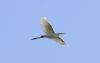Great White Egret at Bowers Marsh (RSPB) (Matt Bruty) (12453 bytes)