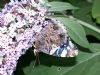 Red Admiral at Highlands Boulevard, Leigh (Paul Griggs) (103105 bytes) Red Admiral at Highlands Boulevard, Leigh (Paul Griggs) (103105 bytes)