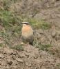 Wheatear at Bowers Marsh (RSPB) (Graham Oakes) (120005 bytes)