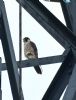 Peregrine Falcon at Bowers Marsh (RSPB) (Graham Oakes) (56217 bytes) Peregrine Falcon at Bowers Marsh (RSPB) (Graham Oakes) (56217 bytes)