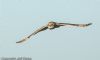 Short-eared Owl at Wallasea Island (RSPB) (Jeff Delve) (15293 bytes) Short-eared Owl at Wallasea Island (RSPB) (Jeff Delve) (15293 bytes)