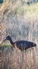 Glossy Ibis at Wat Tyler Country Park (Neil Chambers) (98214 bytes) Glossy Ibis at Wat Tyler Country Park (Neil Chambers) (98214 bytes)