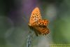 Silver-washed Fritillary at Belfairs N.R. (Richard Howard) (36898 bytes)