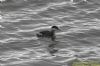 Slavonian Grebe at South Fambridge (Richard Howard) (79203 bytes)