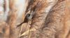 Bearded Tit at Bowers Marsh (RSPB) (Steve Arlow) (63763 bytes) Bearded Tit at Bowers Marsh (RSPB) (Steve Arlow) (63763 bytes)