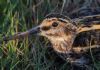 Jack Snipe at Vange Marsh (RSPB) (Tim Bourne) (83319 bytes)