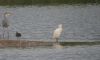 Cattle Egret at Wat Tyler Country Park (Steve Arlow) (55709 bytes)