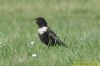 Ring Ouzel at Wakering Stairs (Richard Howard) (70666 bytes)