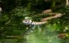 Grass Snake at Canewdon (Jeff Delve) (65635 bytes)