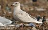Iceland Gull at Private site with no public access (Steve Arlow) (61157 bytes) Iceland Gull at Private site with no public access (Steve Arlow) (61157 bytes)