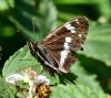 White Admiral at Belfairs N.R. (Graham Oakes) (108168 bytes)