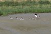 Shelduck at River Roach (Graham Mee) (69338 bytes)