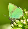 Green Hairstreak at Canvey Wick (Graham Oakes) (84567 bytes)