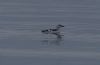 Black Guillemot at Gunners Park (Jeff Delve) (24757 bytes)