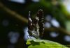 White Admiral at Belfairs N.R. (Richard Howard) (39240 bytes)