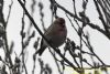 Lesser Redpoll at Canvey Wick (Richard Howard) (61397 bytes)