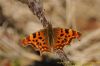 Comma at Magnolia NR, Hawkwell (Richard Howard) (94110 bytes)