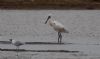 Spoonbill at Wallasea Island (RSPB) (Jeff Delve) (43268 bytes)