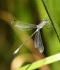 Scarce Emerald Damselfly at Bowers Marsh (RSPB) (Graham Oakes) (49086 bytes)