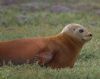 Common Seal at River Roach (Graham Mee) (69162 bytes)