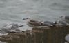 Yellow-legged Gull at Shoebury East Beach (Steve Arlow) (48995 bytes)