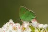 Green Hairstreak at Canvey Wick (Richard Howard) (82058 bytes)