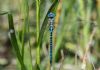 Southern Migrant Hawker at Canvey Way (Jeff Delve) (59036 bytes) Southern Migrant Hawker at Canvey Way (Jeff Delve) (59036 bytes)