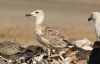 Caspian Gull at Private site with no public access (Steve Arlow) (55254 bytes)