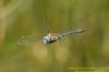 Southern Migrant Hawker at Benfleet Downs (Richard Howard) (39835 bytes)