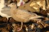 Glaucous Gull at Private site with no public access (Steve Arlow) (96468 bytes) Glaucous Gull at Private site with no public access (Steve Arlow) (96468 bytes)