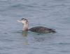 White-billed Diver at Southend Pier (Vince Kinsler) (52700 bytes)