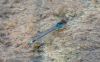 Red-eyed Damselfly at Wallasea Island (RSPB) (Jeff Delve) (73176 bytes)