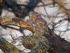 Little Owl at Southend Airport (Jeff Delve) (92346 bytes) Little Owl at Southend Airport (Jeff Delve) (92346 bytes)