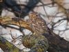 Little Owl at Southend Airport (Jeff Delve) (92346 bytes)