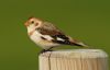 Snow Bunting at Shoebury East Beach (Steve Arlow) (130570 bytes)