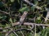 Pied Flycatcher at Canewdon (Jeff Delve) (75893 bytes)