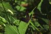 Purple Hairstreak at Belfairs N.R. (Matt Bruty) (49811 bytes)