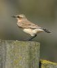 Wheatear at Bowers Marsh (RSPB) (Graham Oakes) (67414 bytes) Wheatear at Bowers Marsh (RSPB) (Graham Oakes) (67414 bytes)