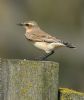 Wheatear at Bowers Marsh (RSPB) (Graham Oakes) (67414 bytes)