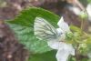 Green-veined White at South Fambridge (Paul Baker) (56524 bytes)