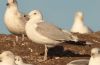 Caspian Gull at Private site with no public access (Steve Arlow) (52490 bytes) Caspian Gull at Private site with no public access (Steve Arlow) (52490 bytes)